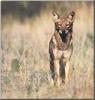 Coyote (Canis latrans)