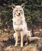 Coyote (Canis latrans)