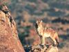 Coyote (Canis latrans)