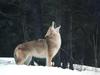 Coyote (Canis latrans)  howling