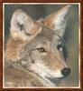 Coyote (Canis latrans)  face