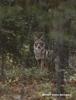 Coyote (Canis latrans)