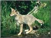 Coyote (Canis latrans)  juvenile