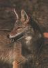 Coyote (Canis latrans)