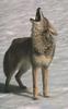 Coyote (Canis latrans)  howling