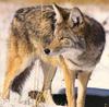 Coyote (Canis latrans)