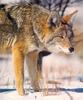 Coyote (Canis latrans)