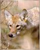 Coyote (Canis latrans)