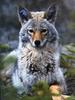 Coyote (Canis latrans)  portrait