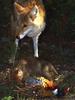 Coyote (Canis latrans)  feeding pup ring-necked pheasant