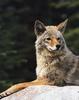 Coyote (Canis latrans)  portrait