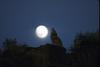 Coyote (Canis latrans)  howling under moon