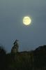 Coyote (Canis latrans)  howling under moon