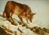 Coyote (Canis latrans)