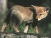 Coyote (Canis latrans)  pup