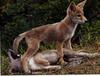 Coyote (Canis latrans)  two pups