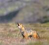 Coyote (Canis latrans)  howls