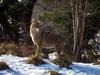 Coyote (Canis latrans)