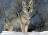 Coyote (Canis latrans)