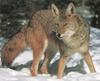 Coyote (Canis latrans)