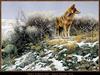 [Animal Art] Coyote (Canis latrans)  in winter sage - Robert Bateman 1970