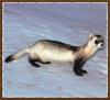 Black-footed Ferret (Mustela nigripes)  on snow