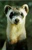 Black-footed Ferret (Mustela nigripes)  face