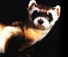 Black-footed Ferret (Mustela nigripes)  face