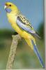 Yellow Rosella (Platycercus flaveolus)