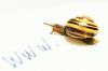 Snail