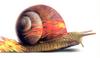 [Art] Speed Racer Snail