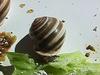 Snail