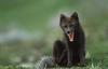 Arctic Fox (Alopex lagopus) yawn; Blue-gray summer phase