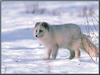 Arctic Fox (Alopex lagopus)