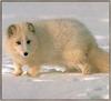 Arctic Fox (Alopex lagopus)