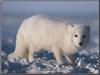 Arctic Fox (Alopex lagopus)