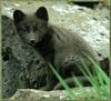 Arctic Fox (Alopex lagopus) blue coat