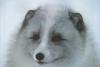 Arctic Fox (Alopex lagopus) face