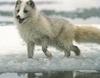 Arctic Fox (Alopex lagopus)