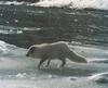 Arctic Fox (Alopex lagopus)