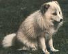 Arctic Fox (Alopex lagopus)