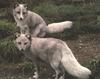 Arctic Fox (Alopex lagopus) pair