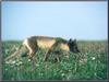 Arctic Fox (Alopex lagopus) blue phase