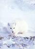 Arctic Fox (Alopex lagopus)