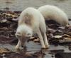 Arctic Fox (Alopex lagopus)