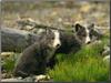 Arctic Fox (Alopex lagopus) two blue cubs