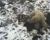 Arctic Fox (Alopex lagopus) confronting Polar Bear