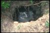 Arctic Fox (Alopex lagopus) in den