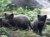 Arctic Foxes (Alopex lagopus)two blue pups