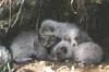 Arctic Foxes (Alopex lagopus) pups in den